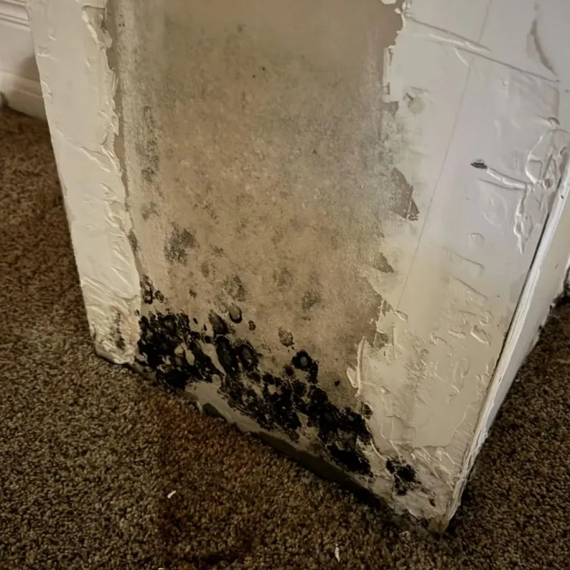 Professional Mold Removal in Le Flore County, OK